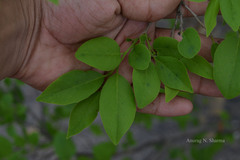Diospyros montana